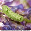 celastrina argiolus larva4 rost1